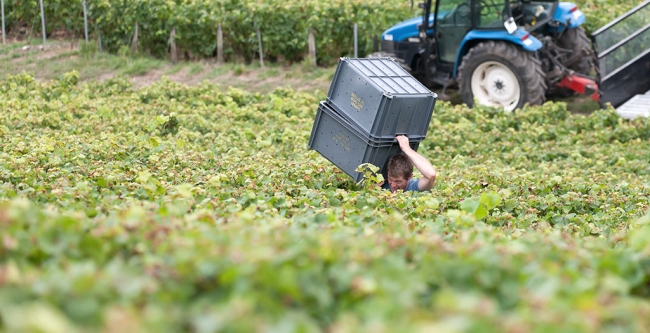 Champagne CARON Frdric - 